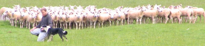 Tim with Suzie and the shearling ewes in 2009